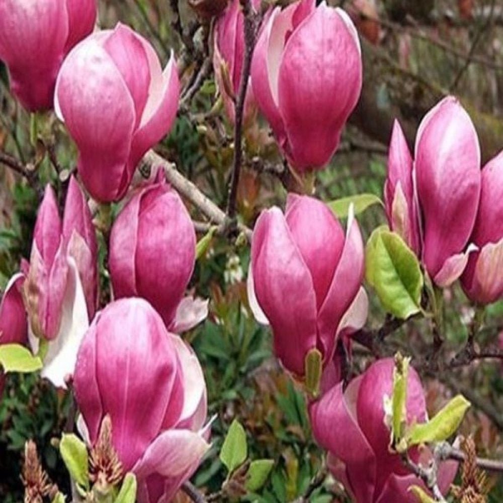 Magnolia roz-alba Soulangeana