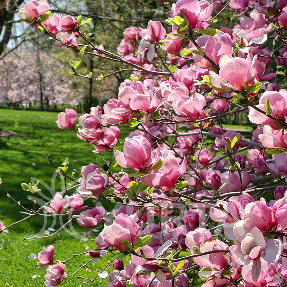 Magnolia roz-alba Soulangeana