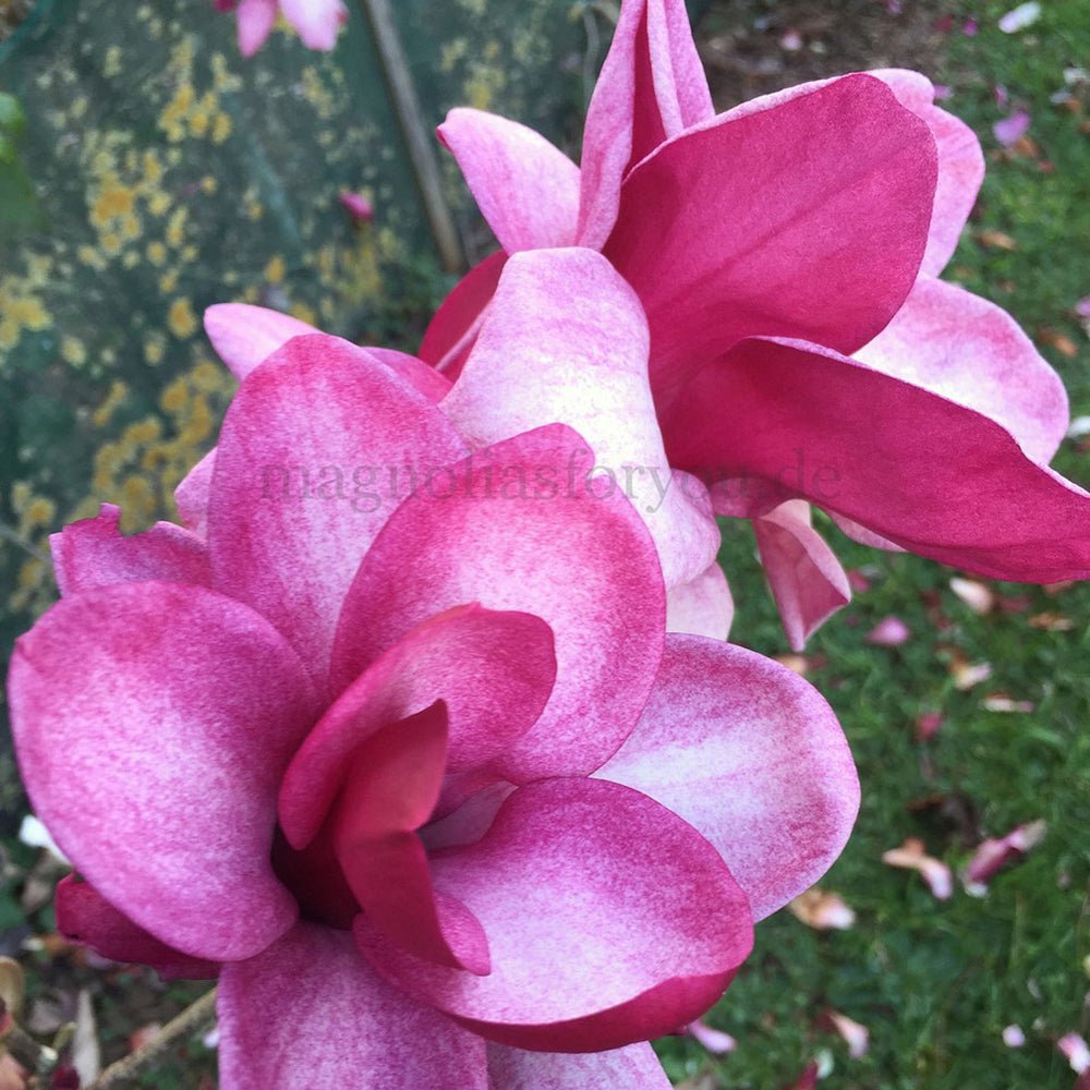 Magnolia purpuriu-alb Starburst