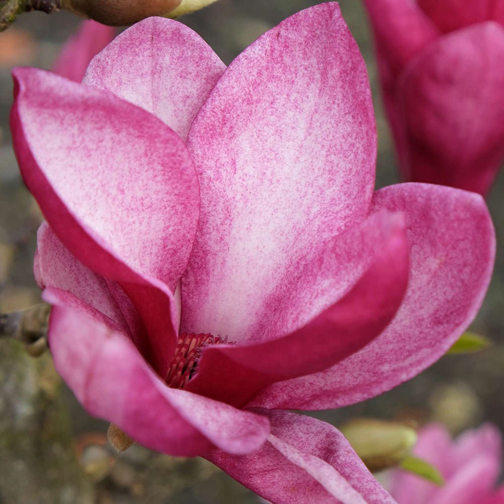 Magnolia purpuriu-alb Starburst