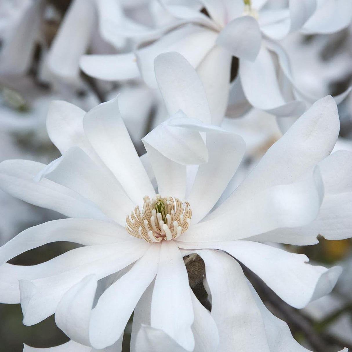 Magnolia alba Stellata