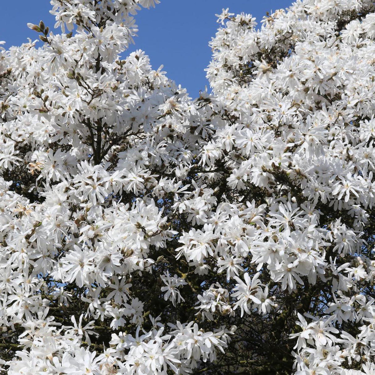 Magnolia alba Stellata