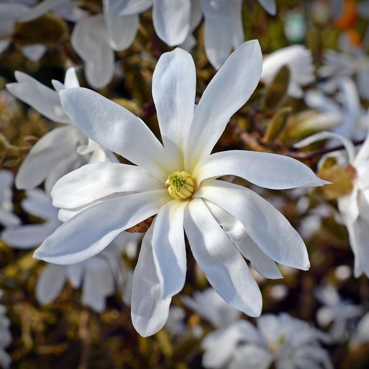 Magnolia alba Stellata