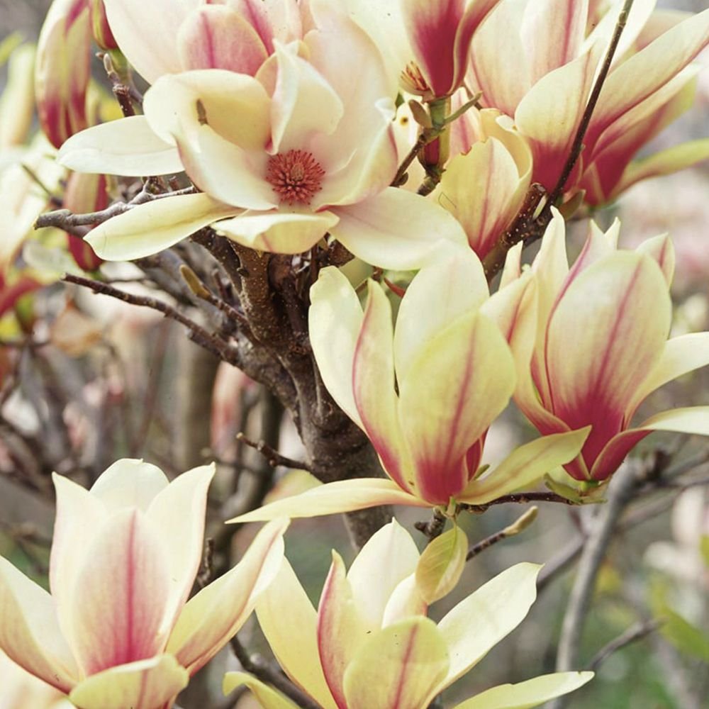 Magnolia Sunrise, cu flori roz-crem si galben
