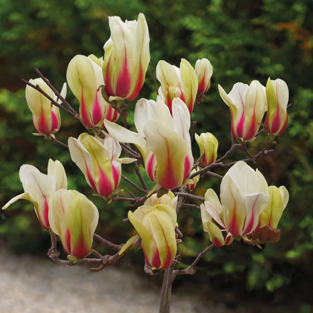 Magnolia Sunrise, cu flori roz-crem si galben