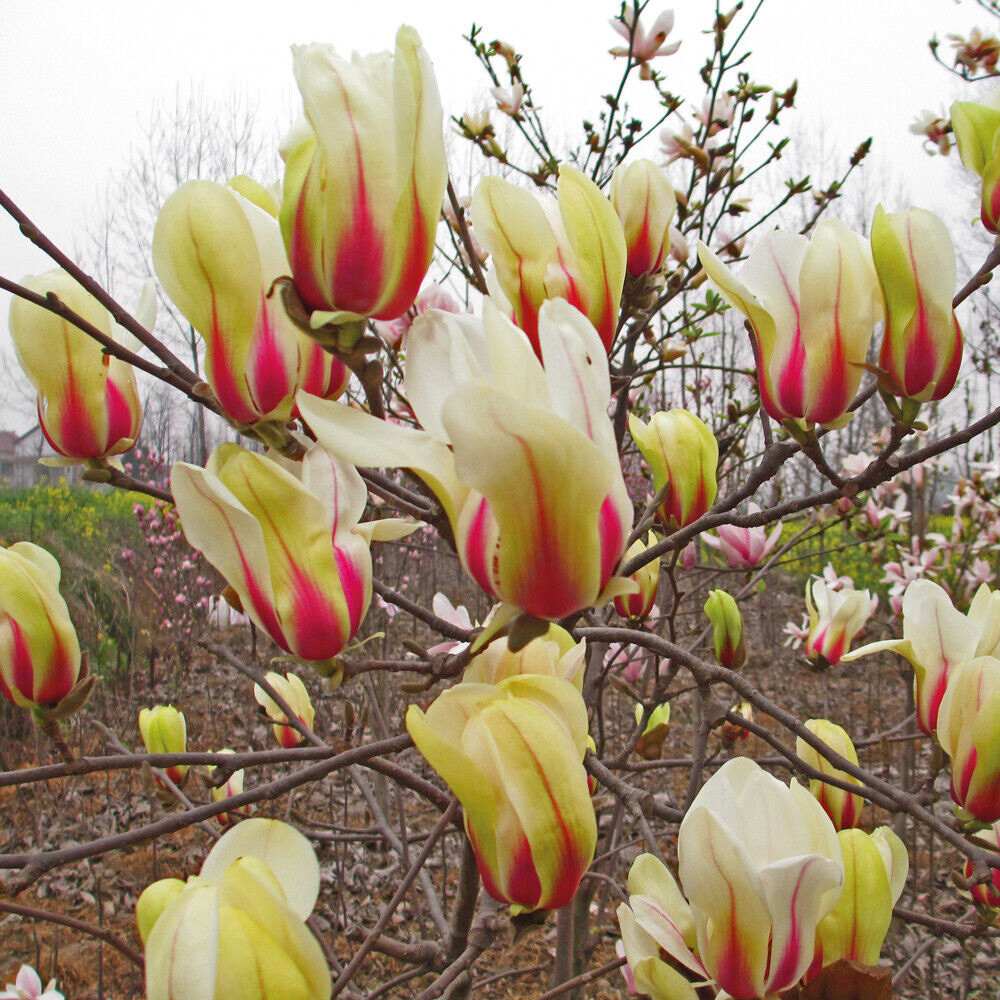Magnolia Sunrise, cu flori roz-crem si galben