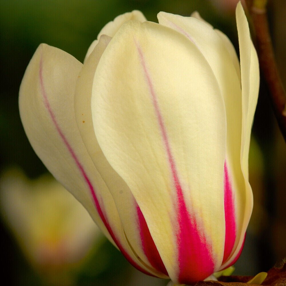 Magnolia Sunrise, cu flori roz-crem si galben