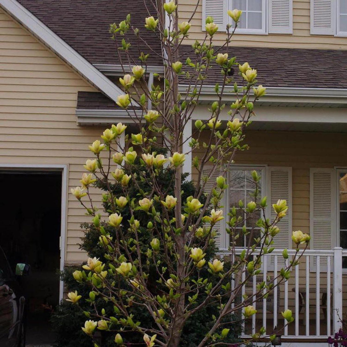 Magnolia Galbena-Alba Sunsation