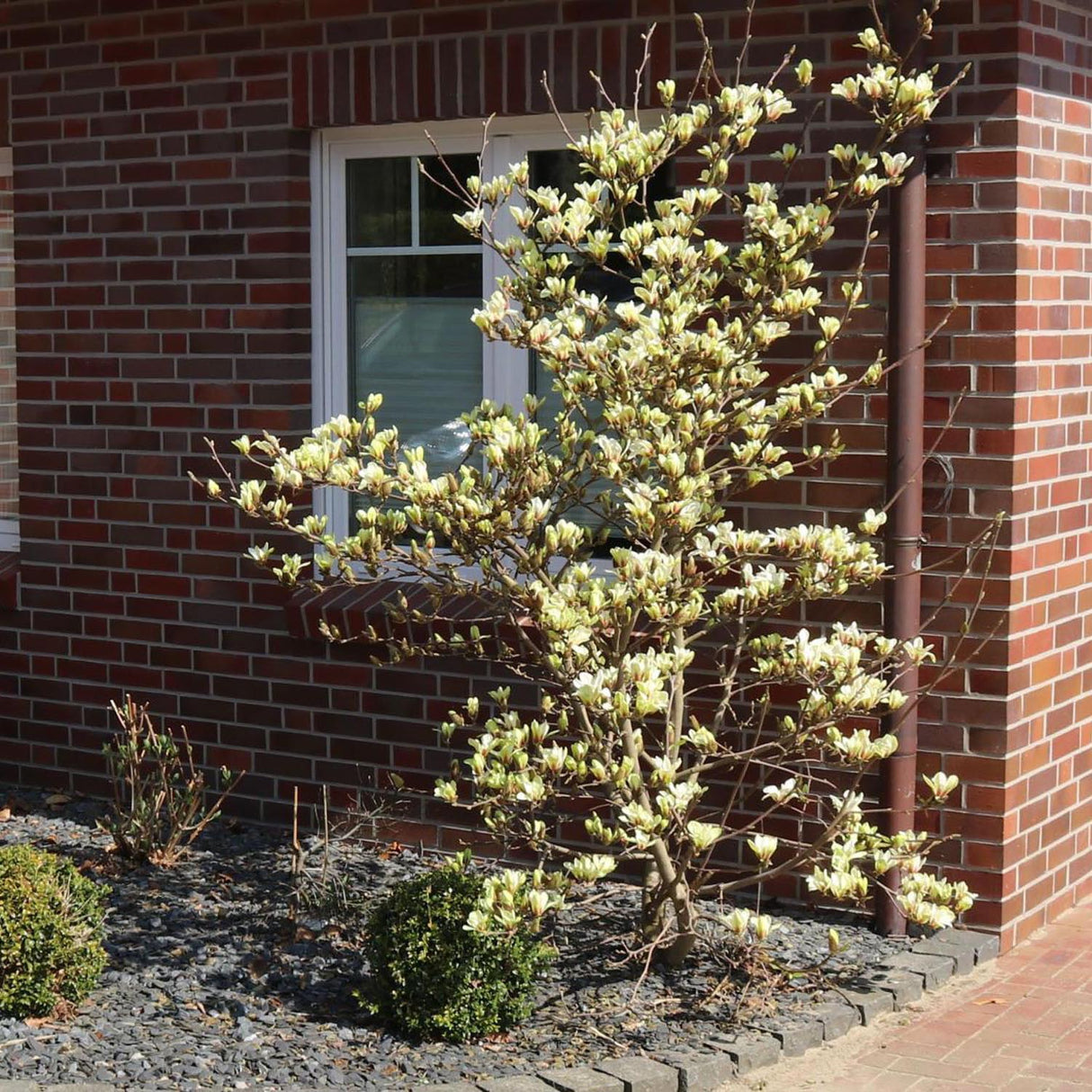 Magnolia Galbena-Alba Sunsation