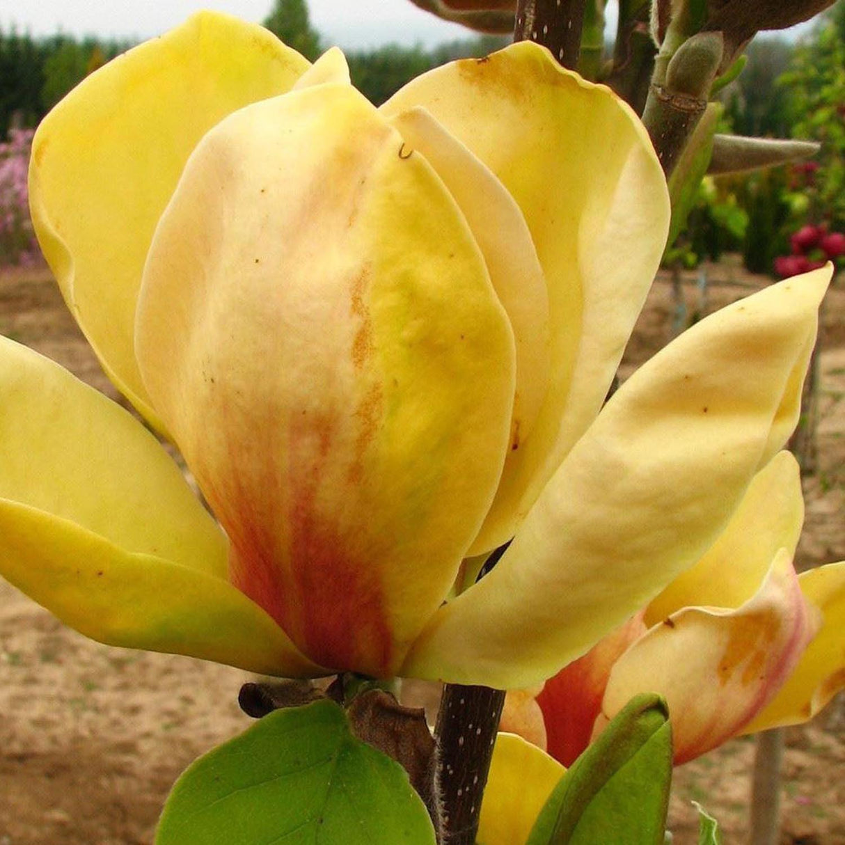Magnolia Galbena-Alba Sunsation