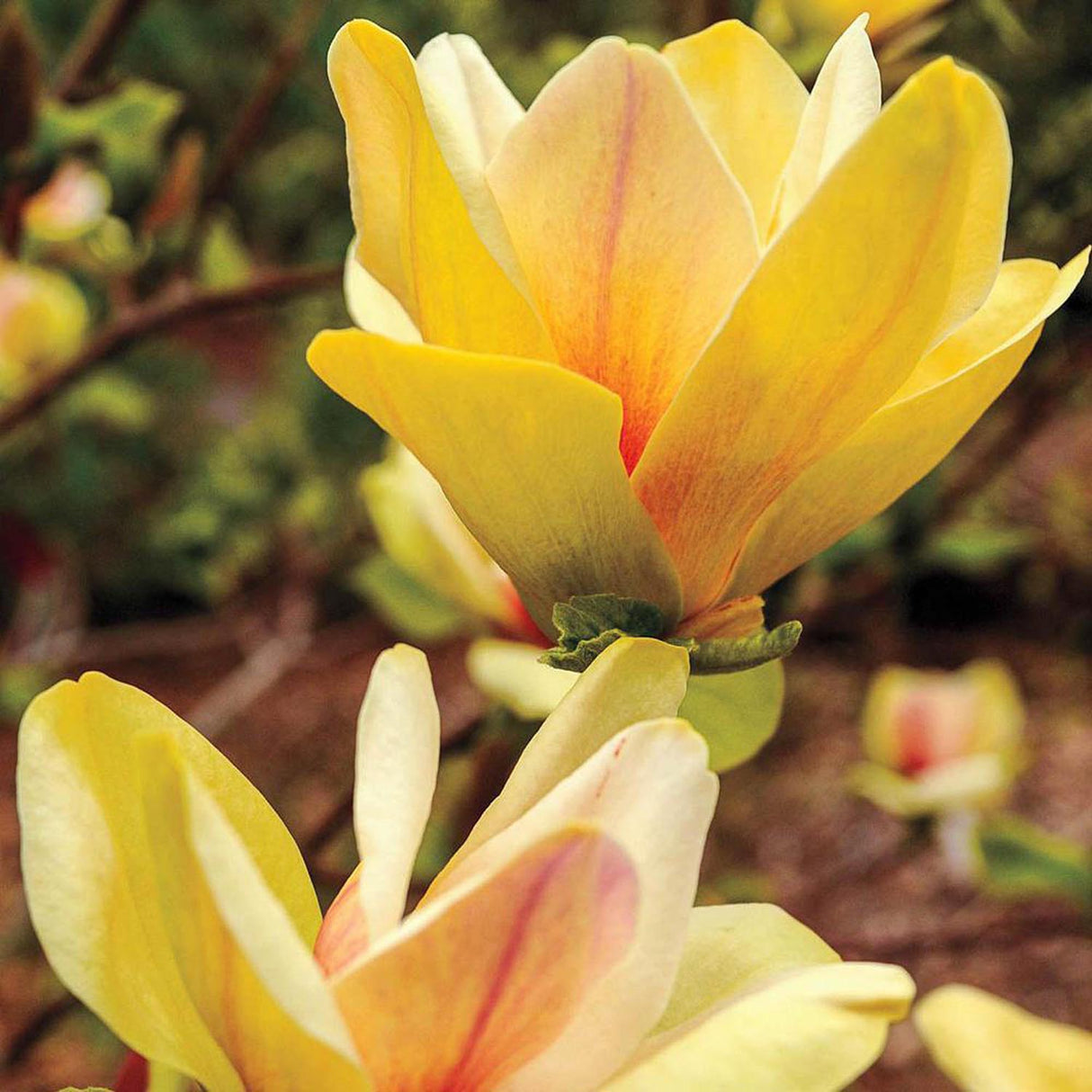 Magnolia Galbena-Alba Sunsation