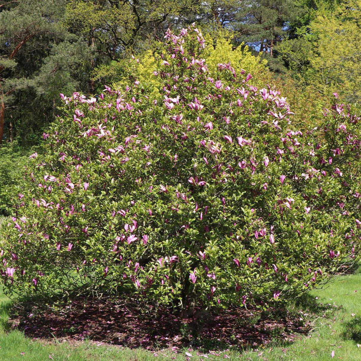 Magnolia magenta Susan