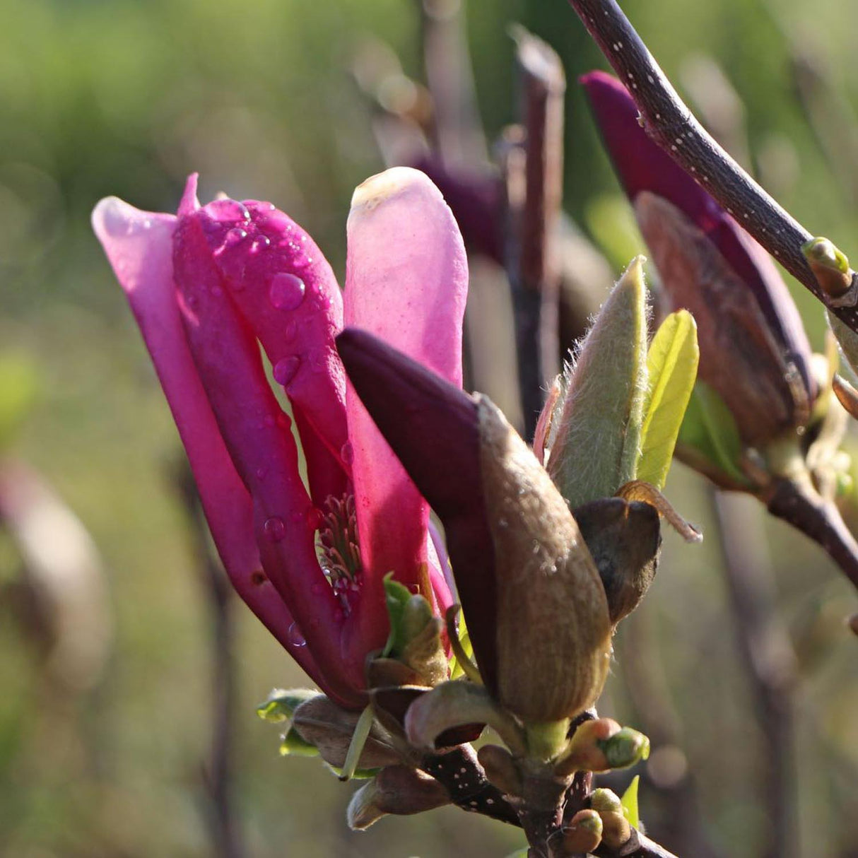 Magnolia magenta Susan