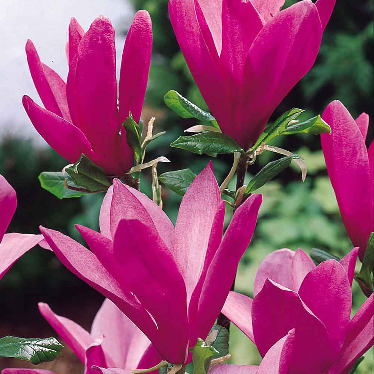 Magnolia magenta Susan