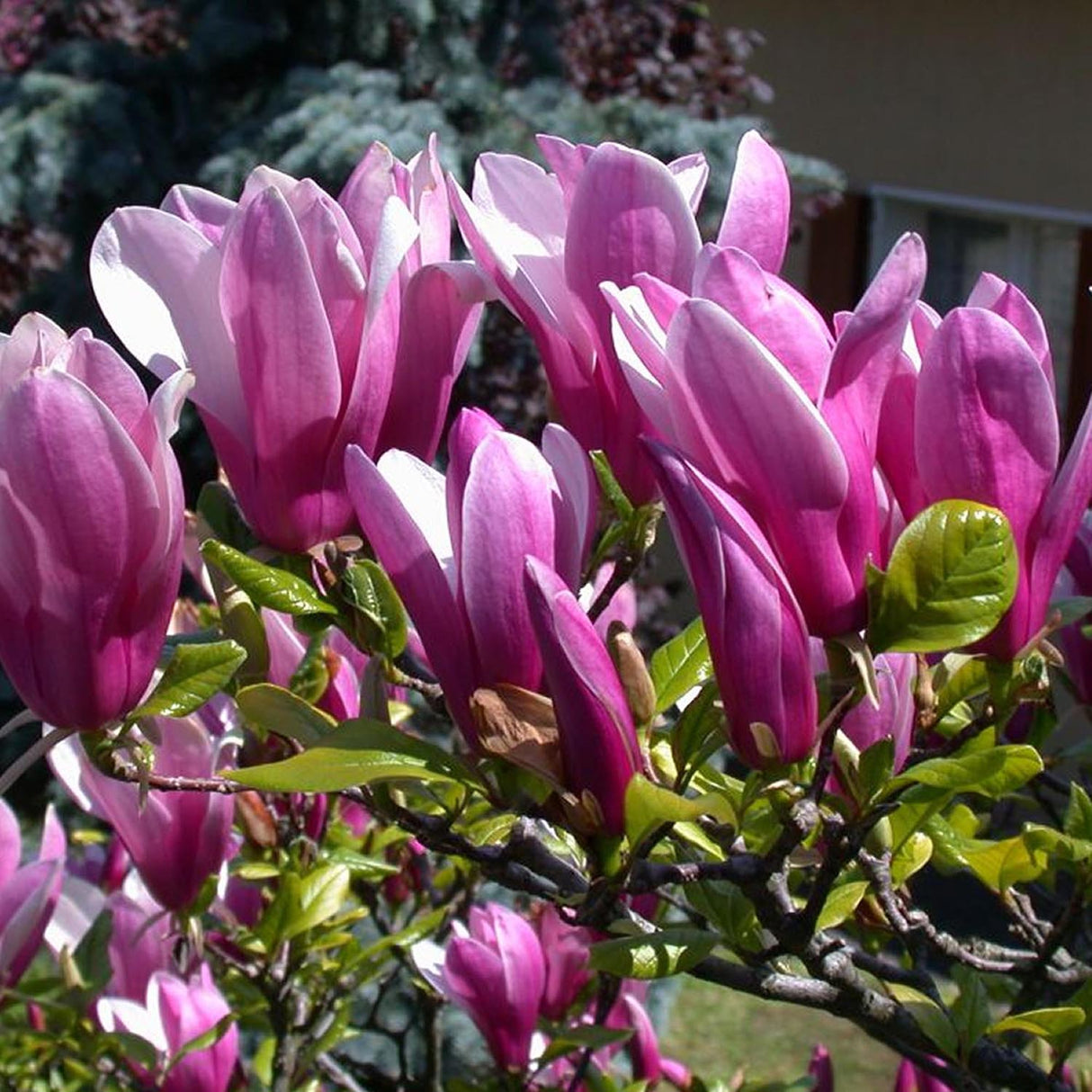 Magnolia magenta Susan
