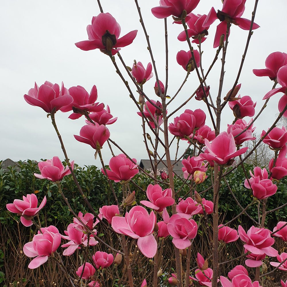 Magnolia Watermelon PBR, flori roz ca pepenele