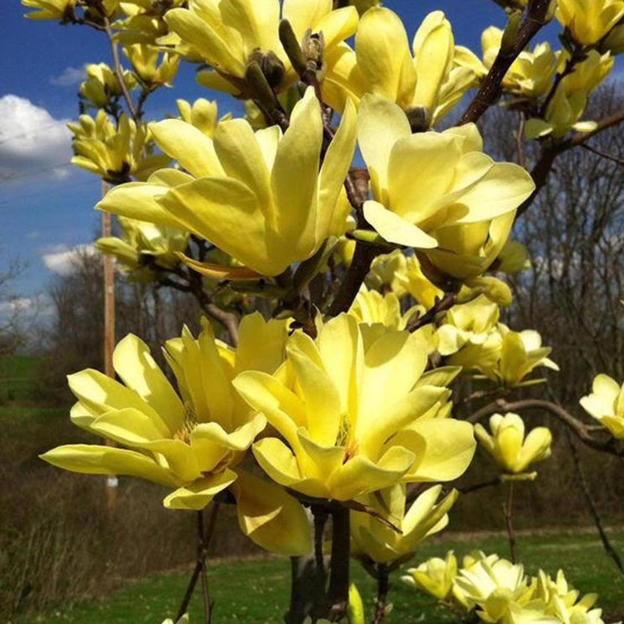 Magnolia galbena Yellow Bird