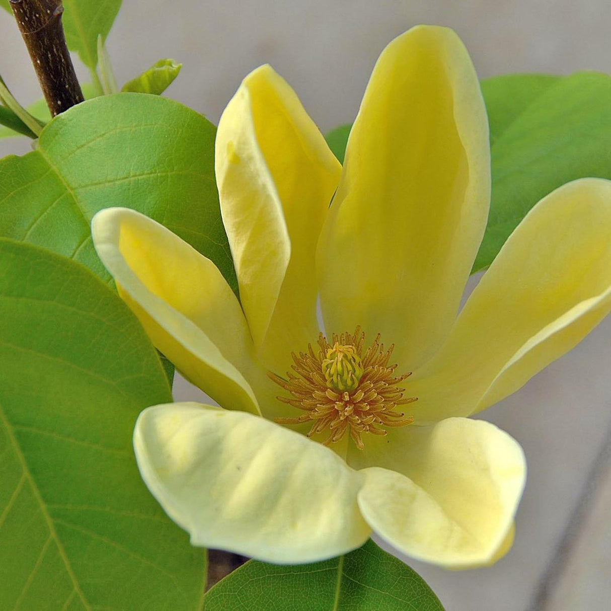 Magnolia galbena Yellow Bird