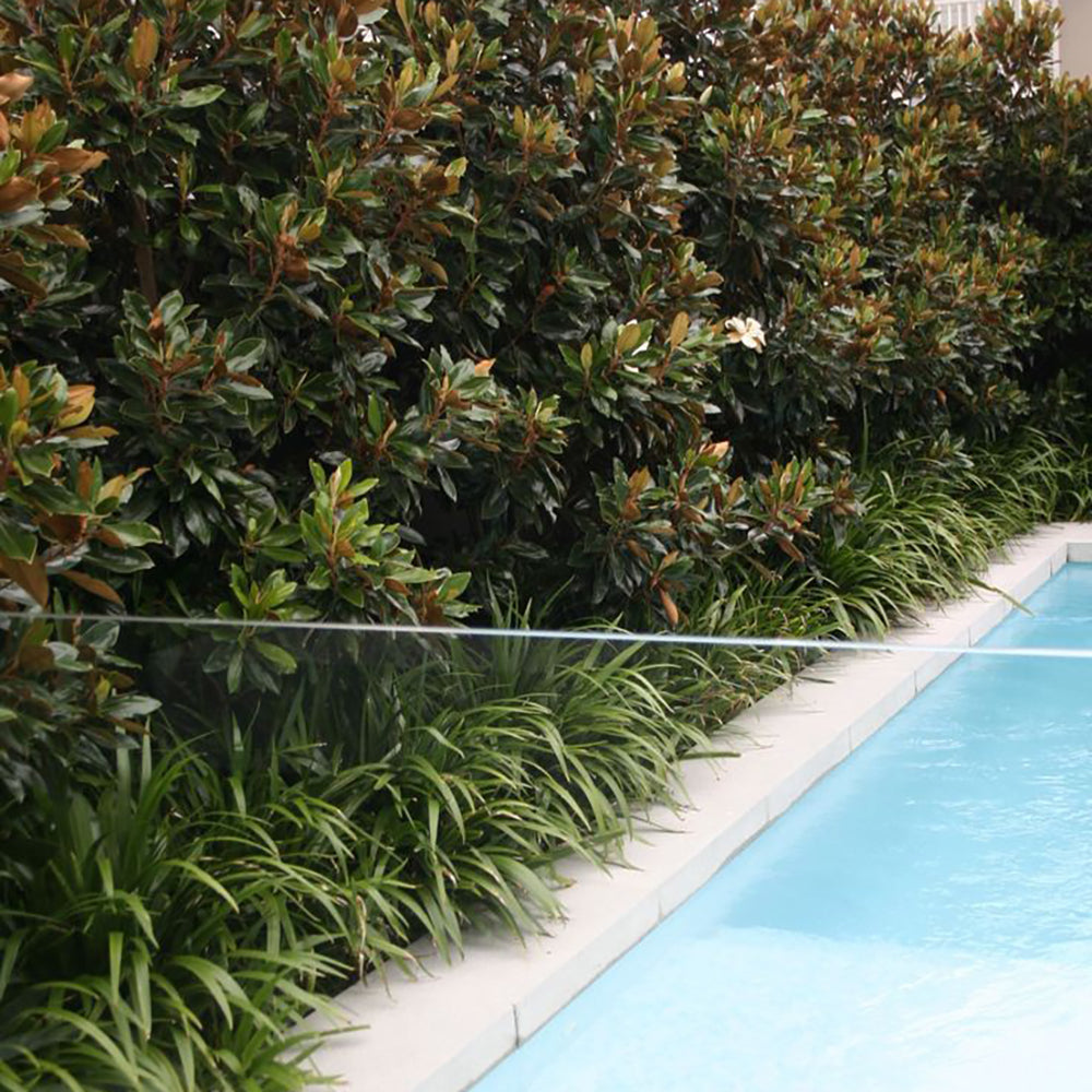 Magnolia Grandiflora Little Gem Vesnic Verde, cu Flori Albe