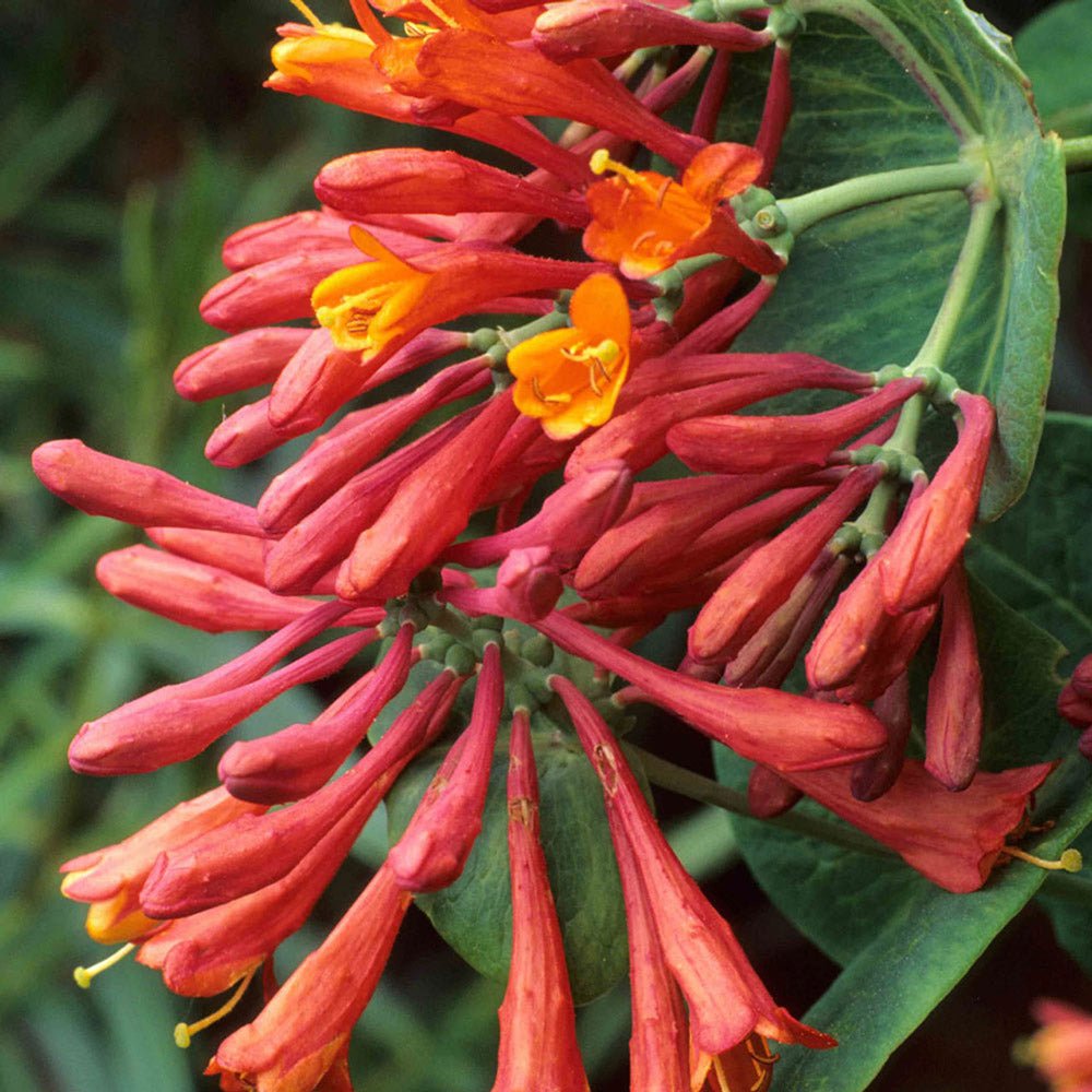 Mana Maicii Domnului/Caprifoi (Lonicera) Dropmore Scarlet, cu flori rosii, cataratoare