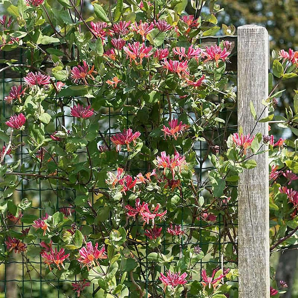 Mana Maicii Domnului/Caprifoi (Lonicera) Goldflame, cu flori roz-violet, cataratoare