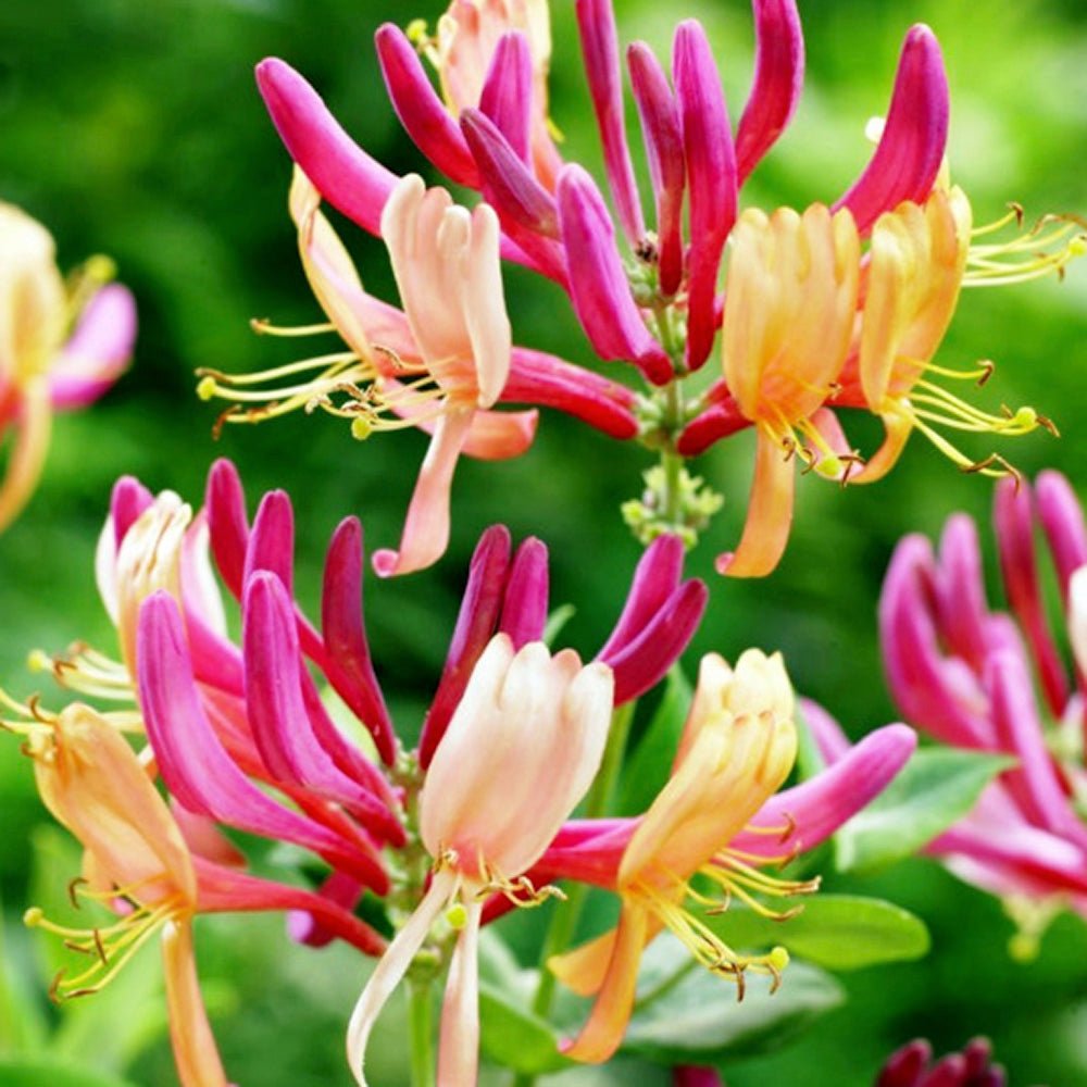 Mana Maicii Domnului/Caprifoi (Lonicera) Goldflame, cu flori roz-violet, cataratoare