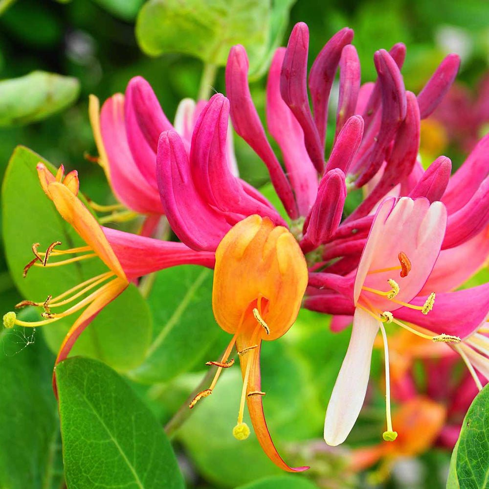 Mana Maicii Domnului/Caprifoi (Lonicera) Goldflame, cu flori roz-violet, cataratoare