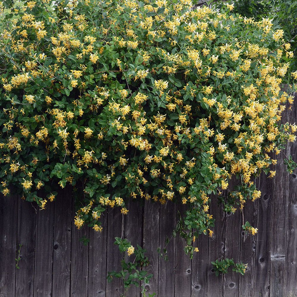 Mana Maicii Domnului/Caprifoi (Lonicera) Halliana, cu flori alb-galben, cataratoare