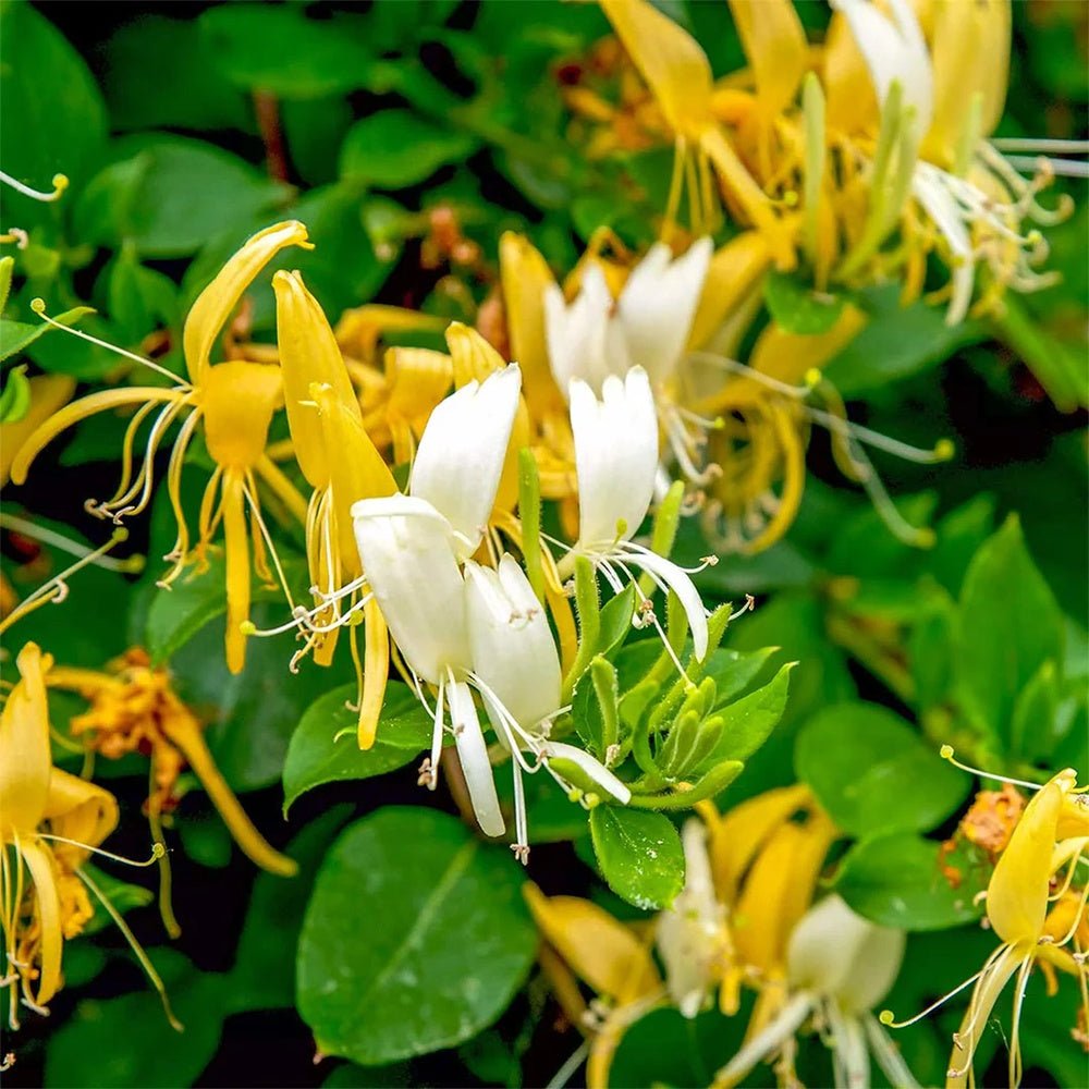 Mana Maicii Domnului/Caprifoi (Lonicera) Halliana, cu flori alb-galben, cataratoare