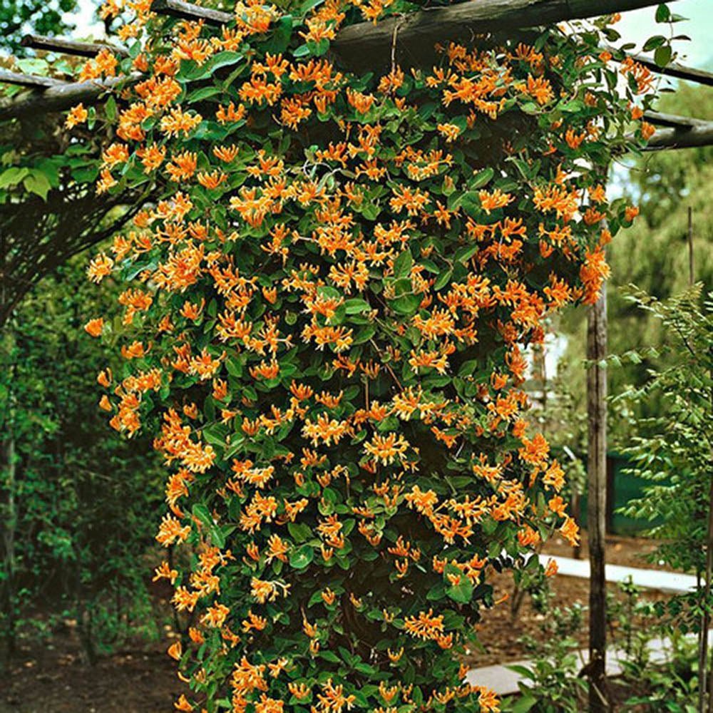 Mana Maicii Domnului/Caprifoi (Lonicera) Mandarin, cu flori portocalii, cataratoare