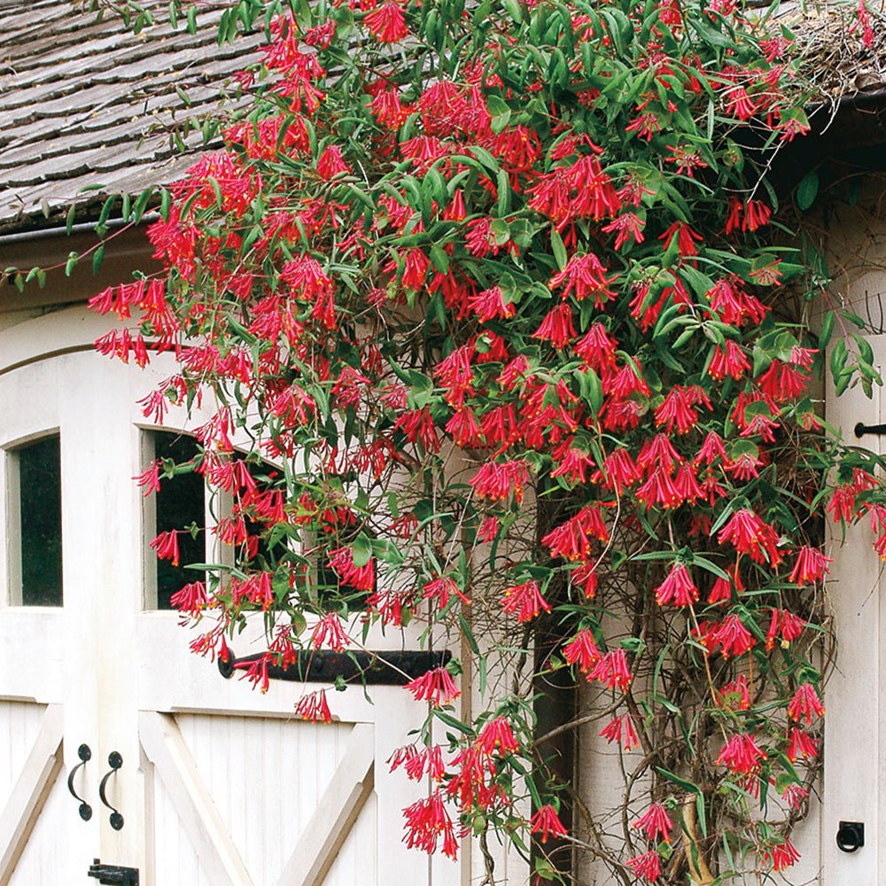 Mana Maicii Domnului/Caprifoi (Lonicera) Red World, cu flori rosu-alb, cataratoare