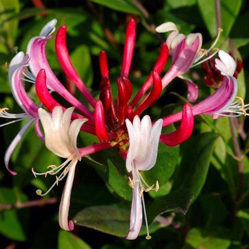 Mana Maicii Domnului/Caprifoi (Lonicera) Red World, cu flori rosu-alb, cataratoare