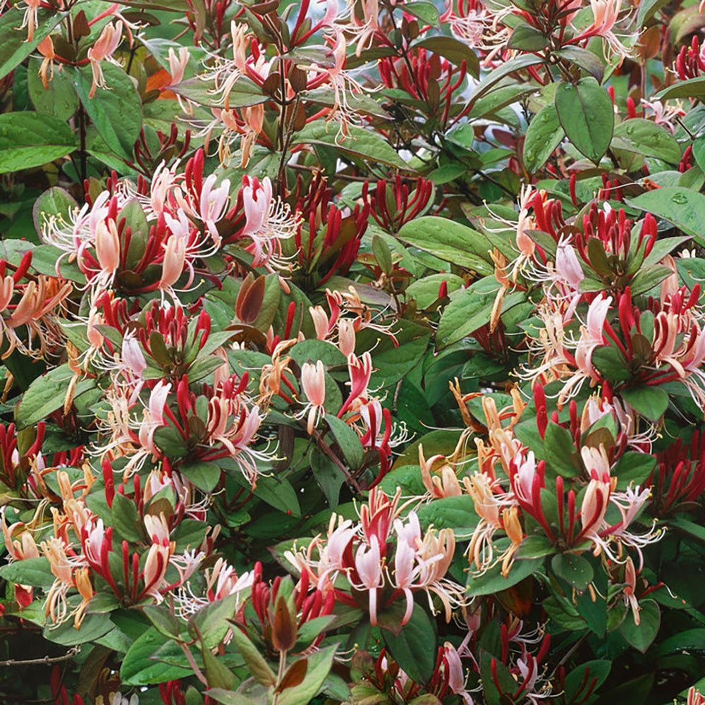 Mana Maicii Domnului/Caprifoi (Lonicera) Red World, cu flori rosu-alb, cataratoare