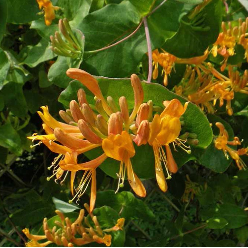 Mana Maicii Domnului/Caprifoi (Lonicera) Tellmaniana, cu flori galbene-aurii, cataratoare