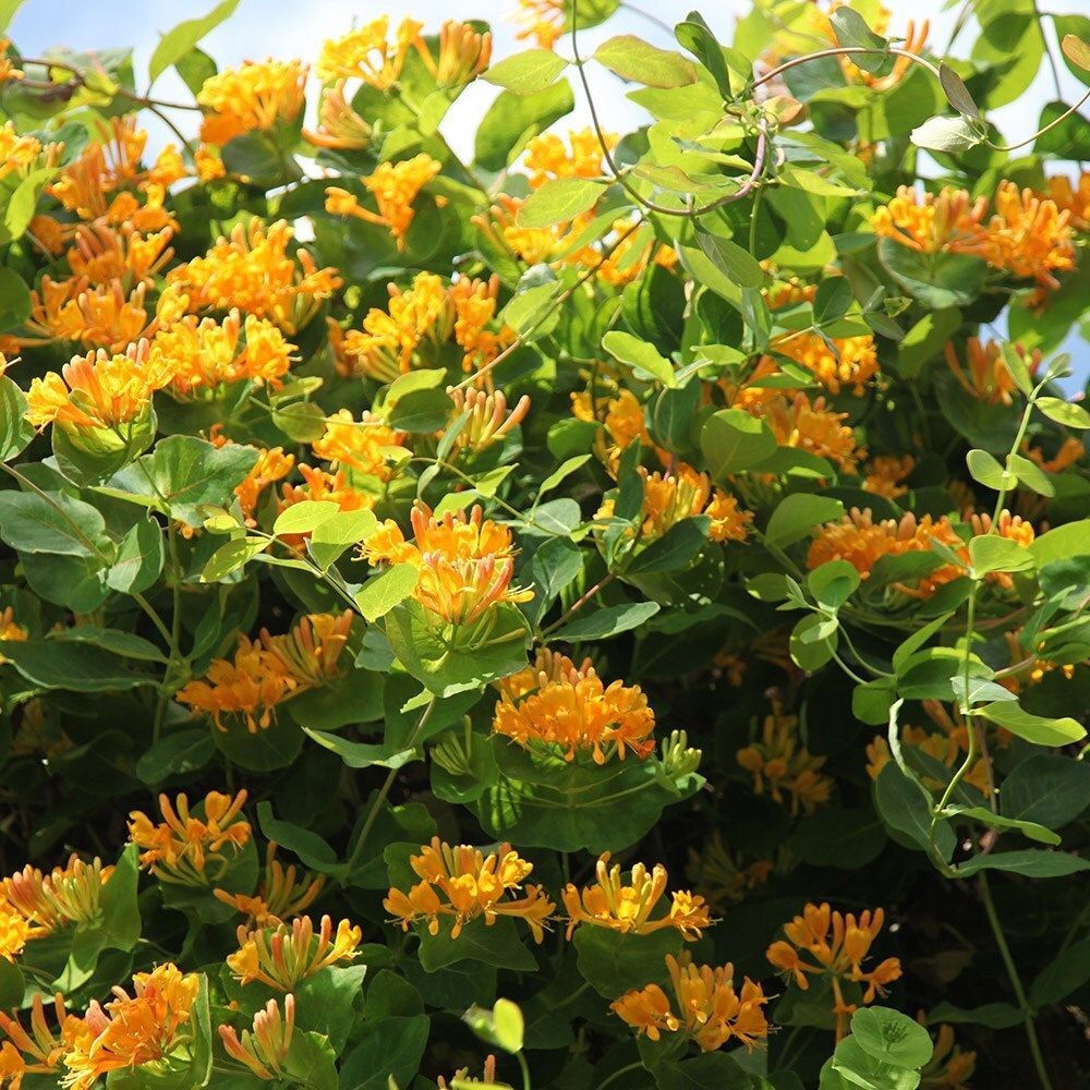 Mana Maicii Domnului/Caprifoi (Lonicera) Tellmaniana, cu flori galbene-aurii, cataratoare