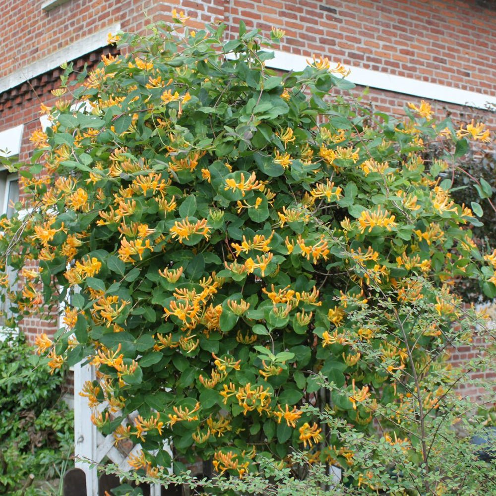 Mana Maicii Domnului/Caprifoi (Lonicera) Tellmaniana, cu flori galbene-aurii, cataratoare