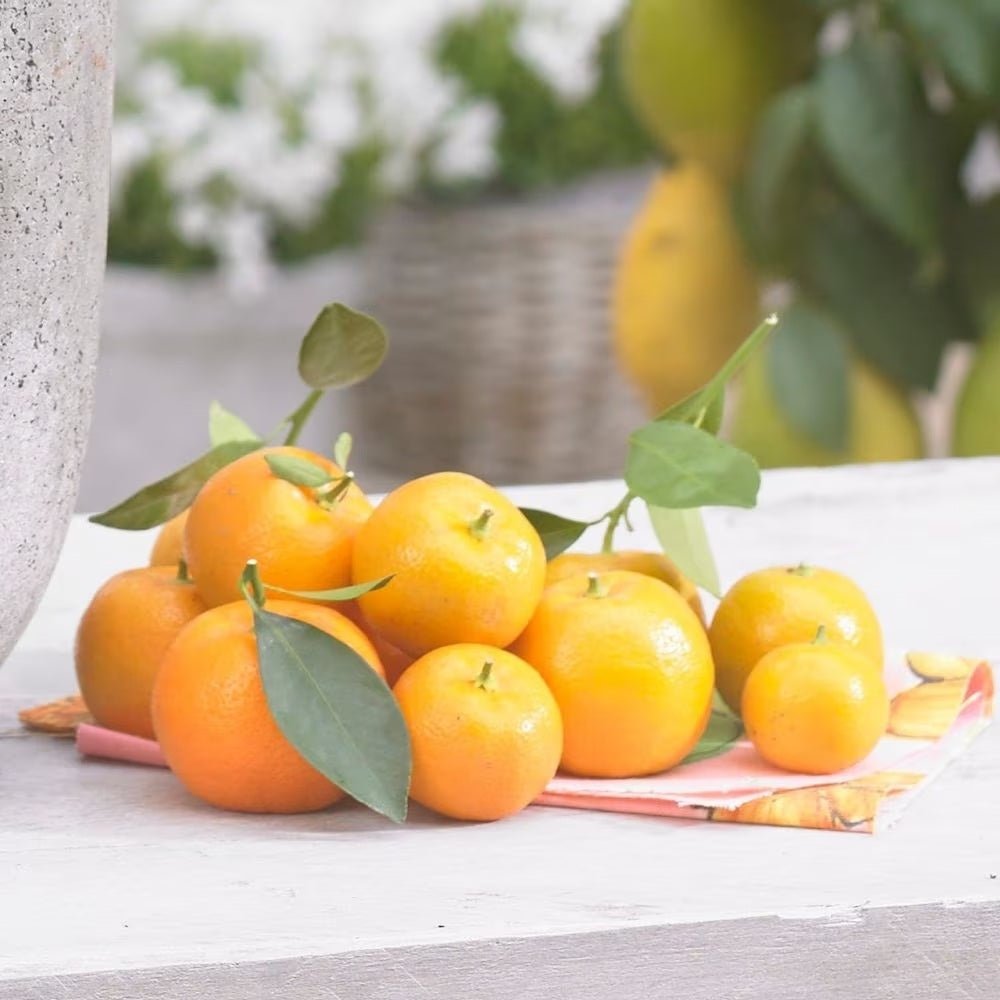 Mandarin pitic Calamondin, cu fructe