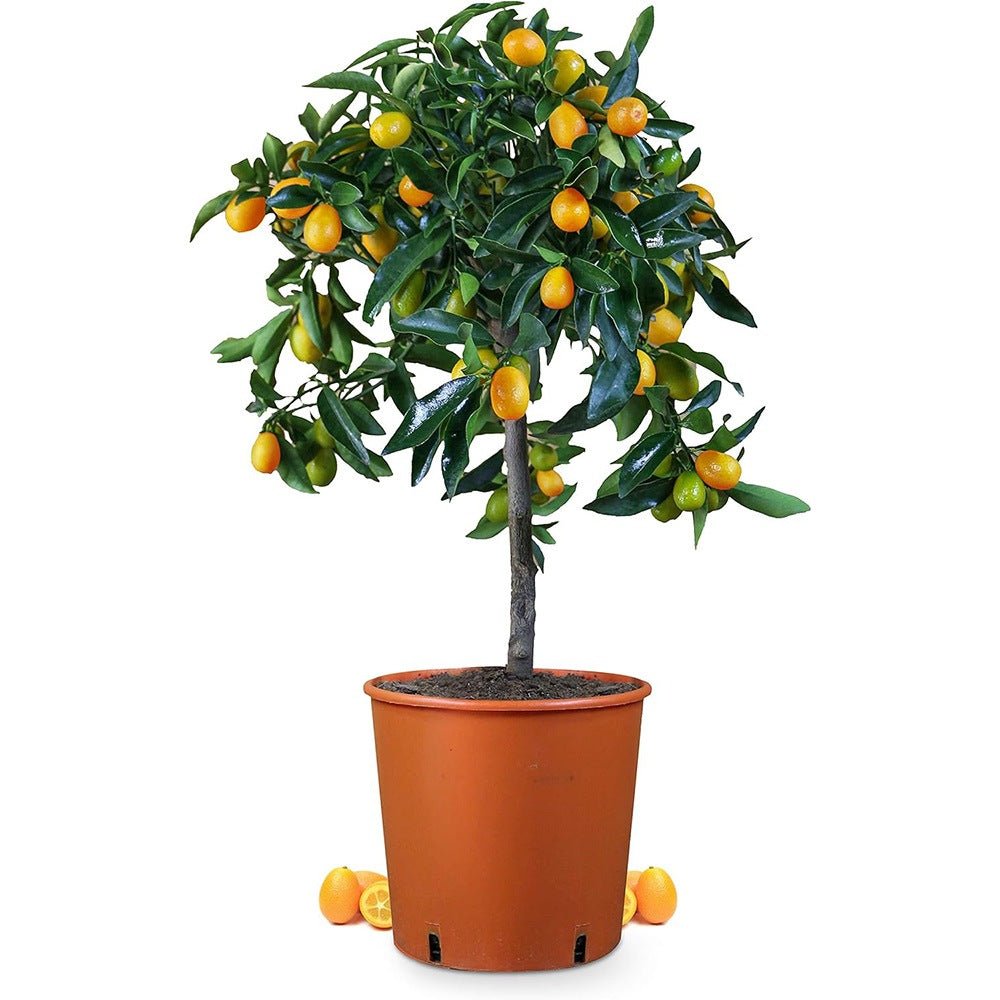 Mandarin pitic Calamondin, cu fructe