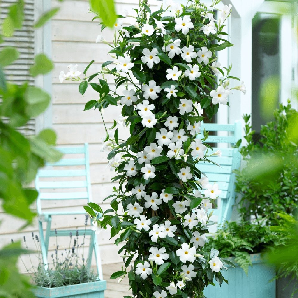 Iasomie Chilean Mandevilla Alb (Dipladenia)