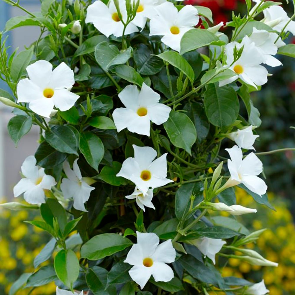 Iasomie Chilean Mandevilla Alb (Dipladenia)