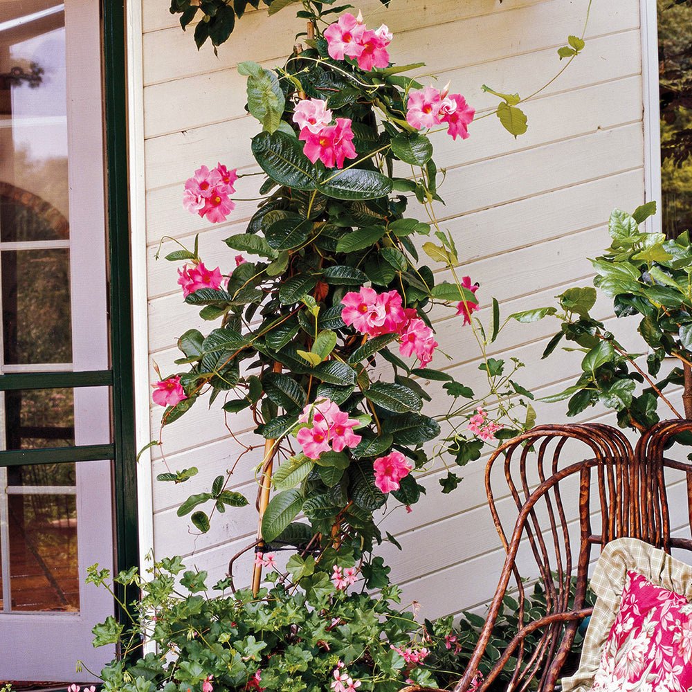 Iasomie Chilean Mandevilla Rio Pink Roz (Dipladenia)