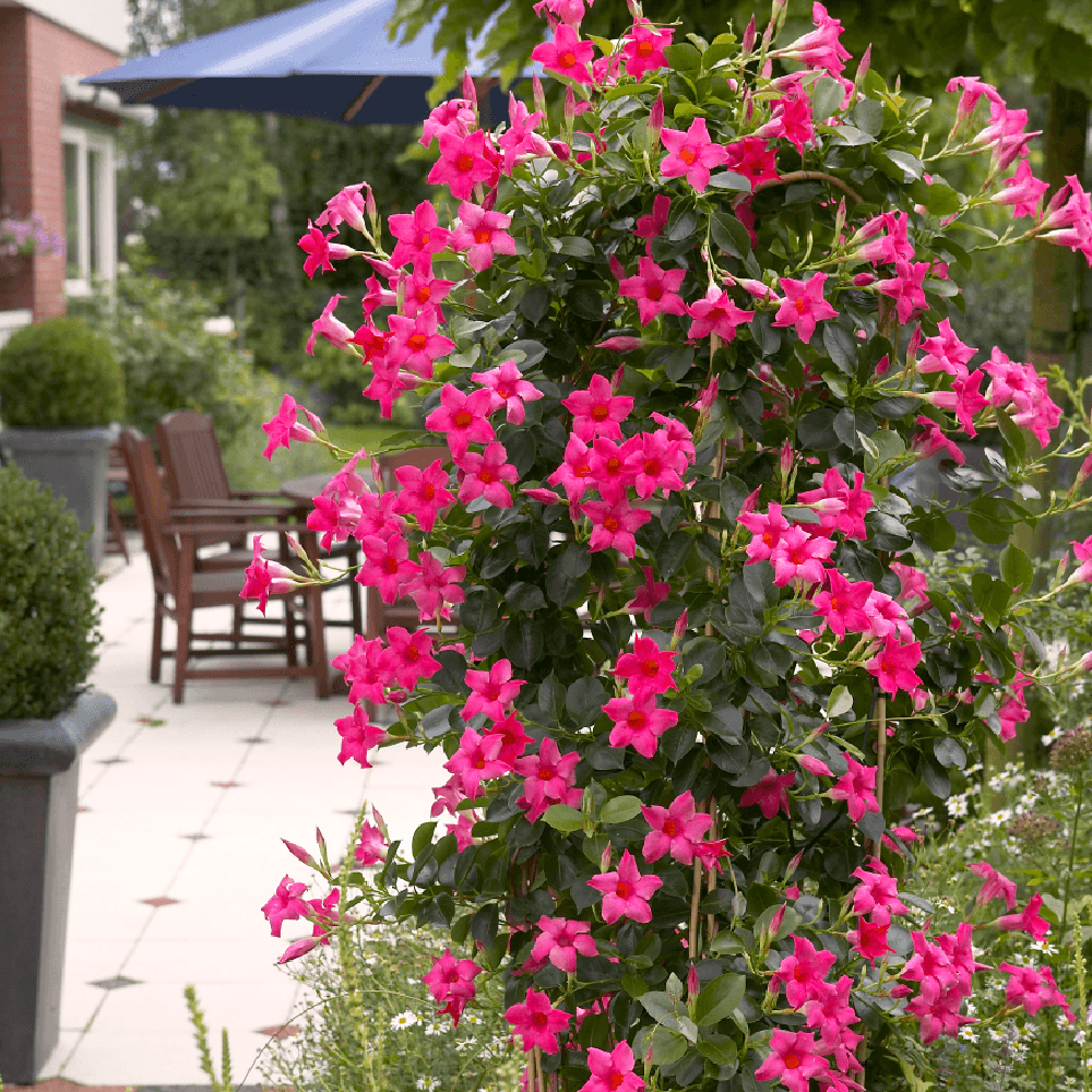 Iasomie Chilean Mandevilla Rio Pink Roz (Dipladenia)