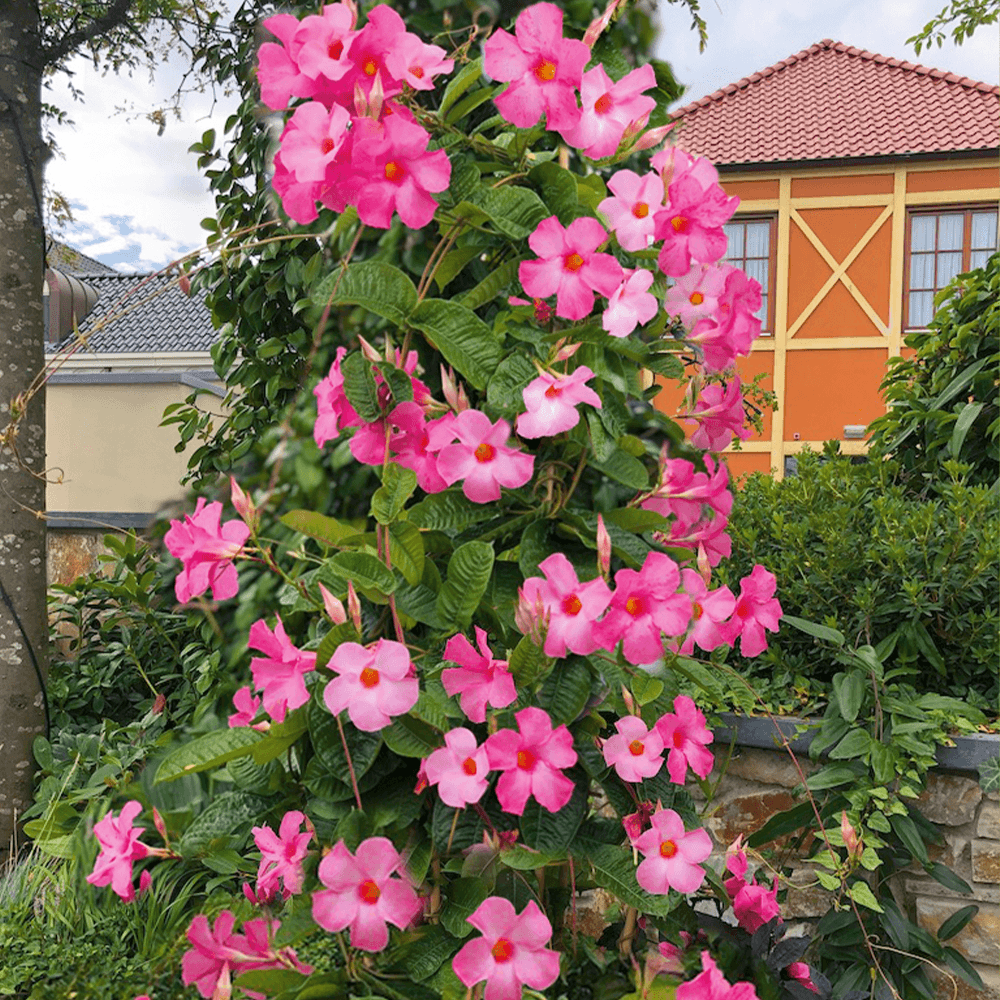 Iasomie Chilean Mandevilla Rio Pink Roz (Dipladenia)