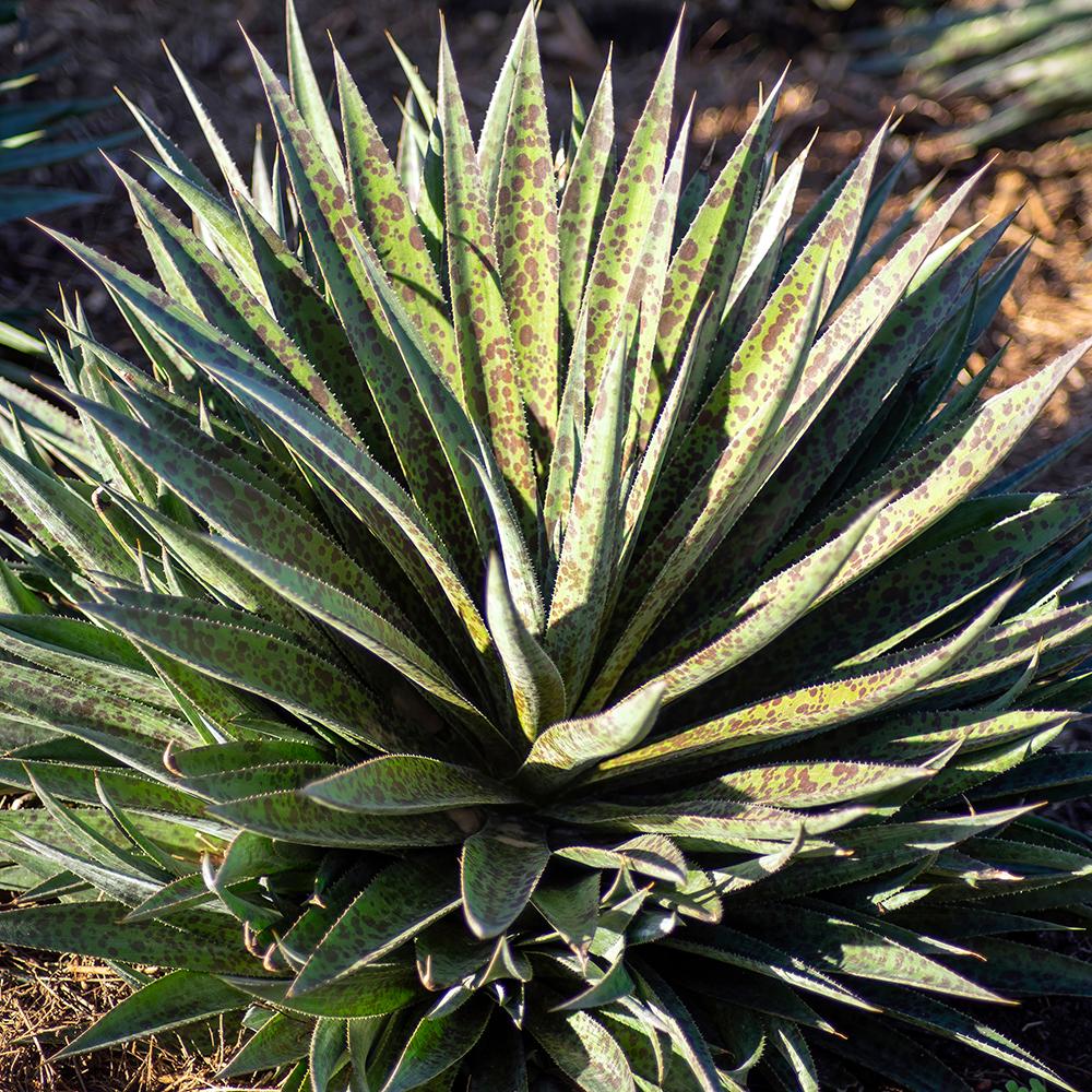 Mangave (Suculenta) Pineapple Expres