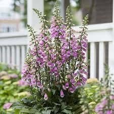 Manusa de Vulpe Pink Panther