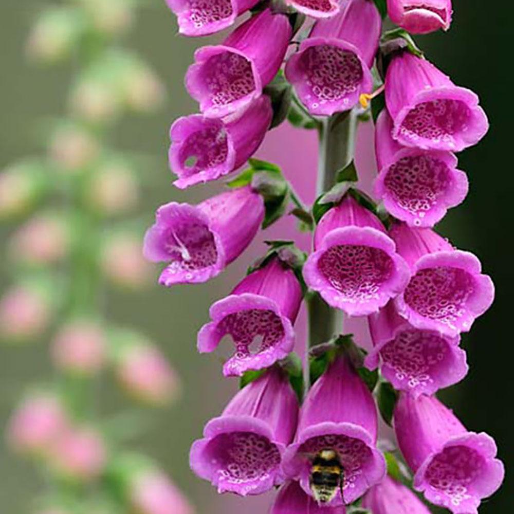 Manusa de Vulpe Pink Panther