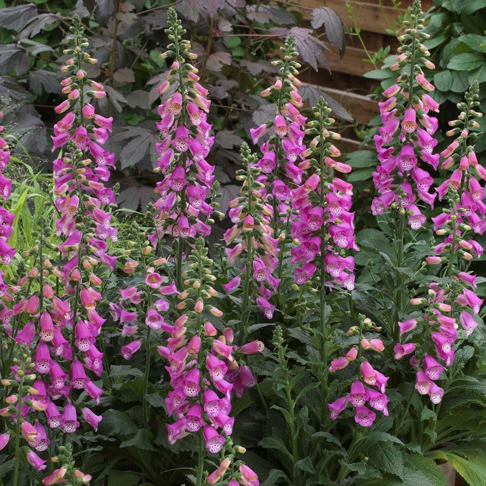 Manusa de Vulpe Pink Panther