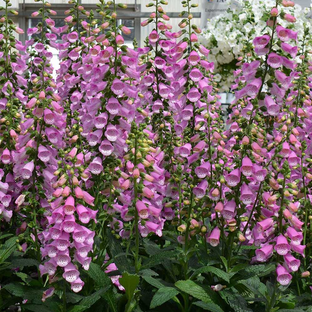 Manusa de Vulpe Pink Panther