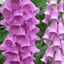 Manusa de Vulpe Purpurea