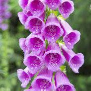 Manusa de Vulpe Purpurea